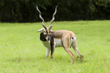 blackbuck or Antilope cervicapra