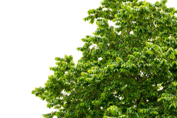 Tree leaf on white background