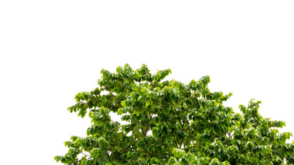 Tree leaf on white background