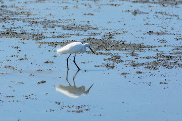 Chinese Egret Egretta eulophotes.