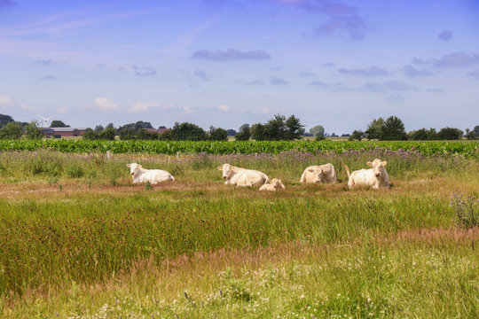 Weiße Kühe auf der Ostsee Insel Fehmar