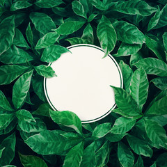 Fototapeta premium White space with green leaves background design with white paper.Flat lay.Top view of leaf.Nature concept