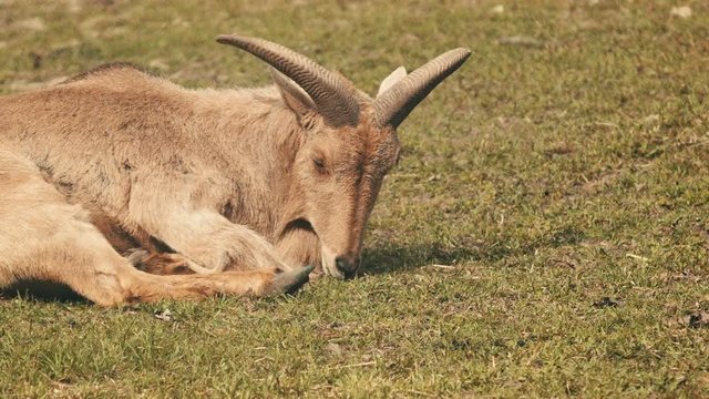 Portrait of grazing Barbary Sheep