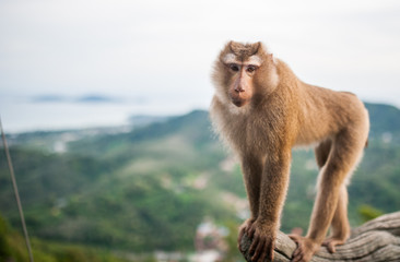 Monkey in Thailand