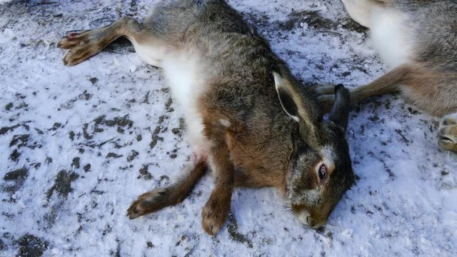 With bloody hands, a man raises the dying hare behind the hind legs. The hunter's victim takes the last dying breaths