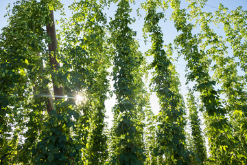El sol penetrando entre Plantas Trepadoras de Lupulo