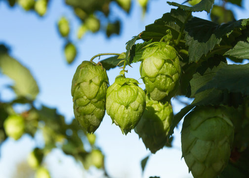 Cogollos o Flores de Lupulo en la Planta