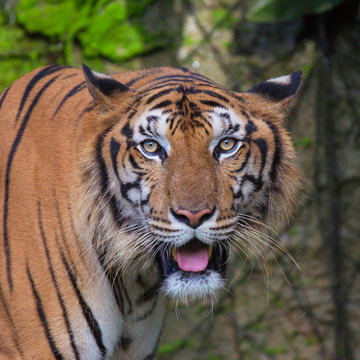 Tiger is staring.