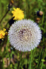 Close up of a blowball