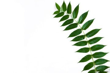 Fototapeta premium Green leaf branches on white background. flat lay, top view