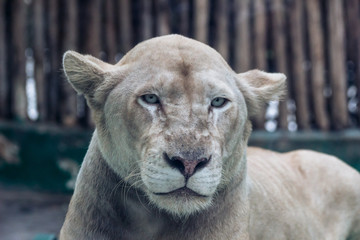 凜々しい 雌 ライオン