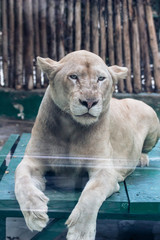 凜々しい 雌 ライオン