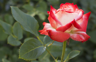 Beautiful roses in garden, roses for Valentine Day