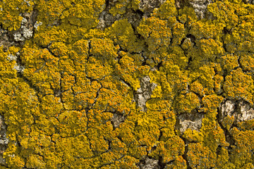 Yellow lichen on bark of pine 