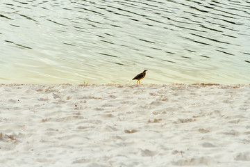 Bird walks along the edge of Itapua Lagoon, Brazil