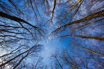 Autumn forest in clear day