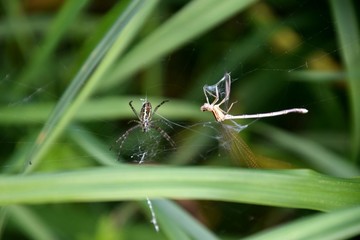 Im Spinnennetz ist eine Spinne und eine Libelle