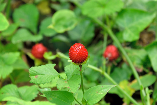 Berry of Indian strawberry - Potentilla indica.
