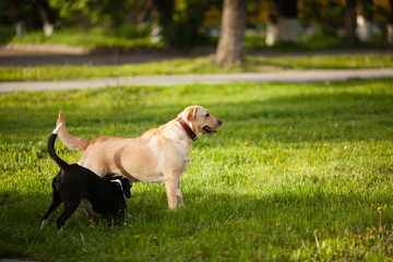 Walking the dogs in the park