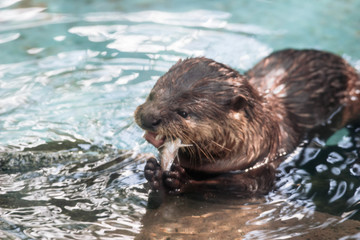 カワウソ