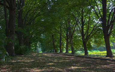 Alley in the park, closed crowns of trees