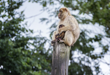 Naklejka na ściany i meble Macaca sits with his youngster on a wooden stump