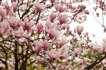 Flowering Magnolia liliflora