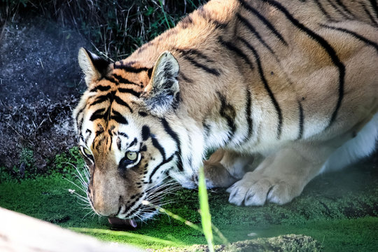 Tigre qui se d&eacute;salt&egrave;re