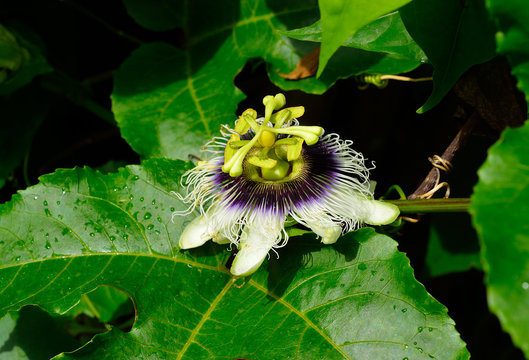 Fetid Passionflower