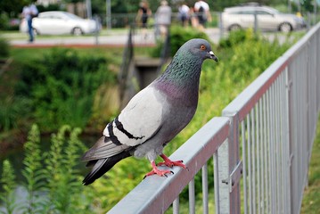 Pigeons
