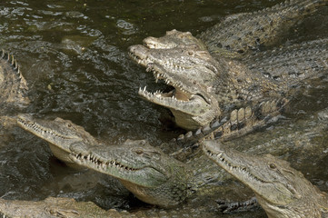 Hungry group of crocodiles in the water.