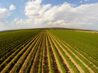 Fototapeta na wymiar Beautiful vineyards landscape aerial view