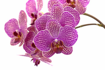 Fototapeta na wymiar Orchideen, Orchidaceae