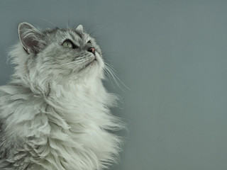 Portrait Katze perser auf fell teppich mit grauem hintergrund