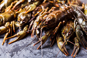 Fresh crayfish close-up