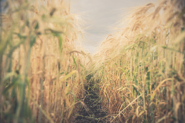 Obraz premium Blurred and soft focus Retro Toned lavender flower nature background