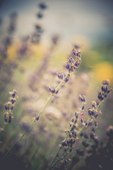 Blurred and soft focus Retro Toned lavender flower nature background