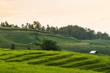 Rice terraces