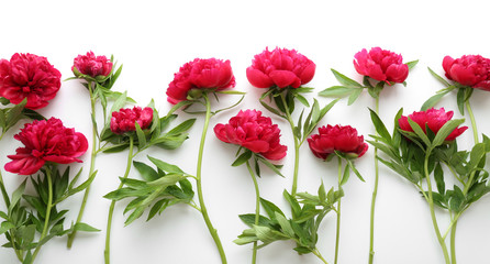 Composition of beautiful peonies on white background