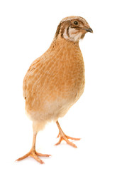 japanese quail in studio