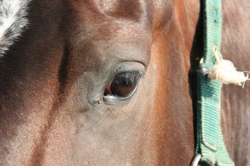 HORSE EYE DETAIL