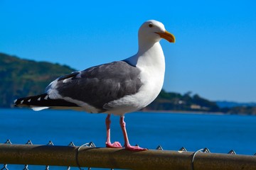 Singing seagull