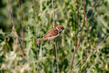 animal little sparrow on a branch