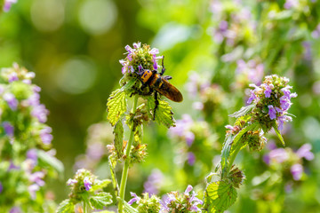 nsect large hornet on field flower