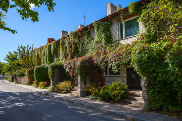 Fototapeta na wymiar Brick living block covered by ivy greenery. Early autumn summer day.