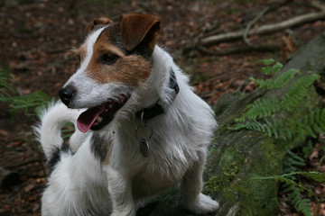 jack russell terrier in forest
