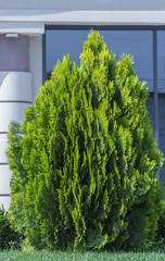 Thujia dwarf in the form of a drop on the lawn