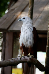 Brahminy Kite That Flying Predators and powerful hawk