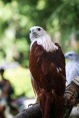 Brahminy Kite That Flying Predators and powerful hawk