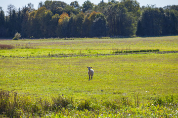 Obraz na płótnie Canvas Green meadows with sheep grazing. Saaremaa island, Estonia.